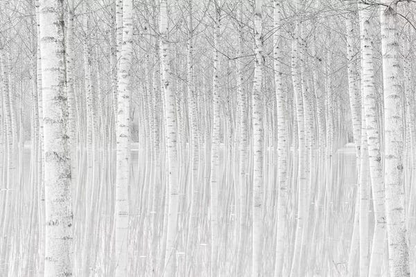 Trees