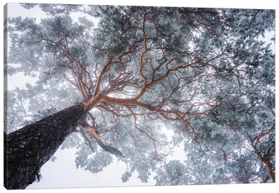 Winter Tree Lines Canvas Art Print