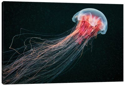 Longtail Canvas Art Print - Jellyfish Art