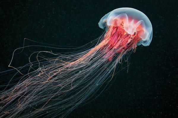 Jellyfish: Longtail by Alexander Semenov