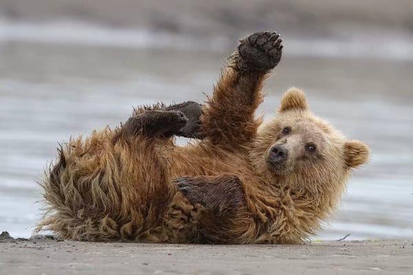 Bears: High Five by Alfred Forns