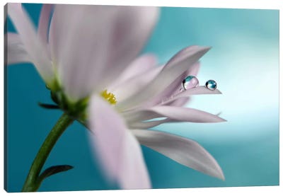 In Turquoise Company Canvas Art Print - Macro Photography