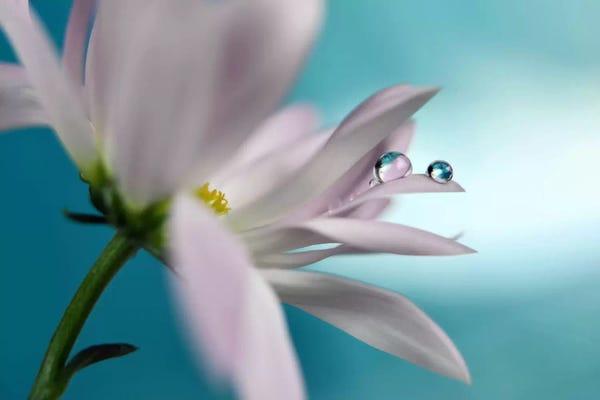 In Turquoise Company