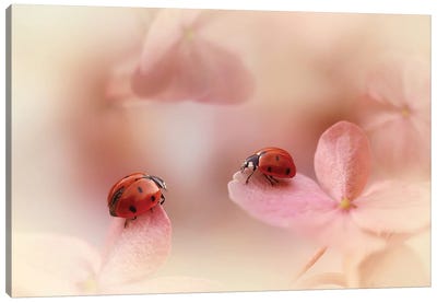 Ladybugs On Pink Hydrangea Canvas Art Print