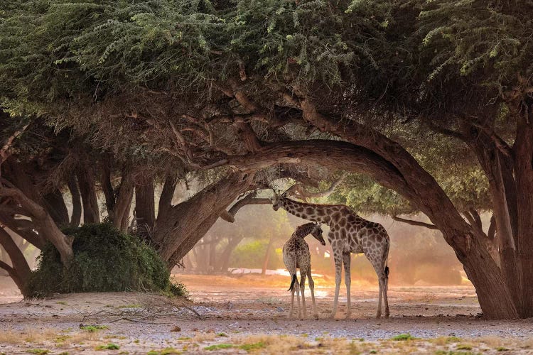 Giraffe - Namibia by Giuseppe D'Amico wall art