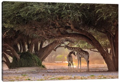 Giraffe - Namibia Canvas Art Print - Tree Close-Up Art