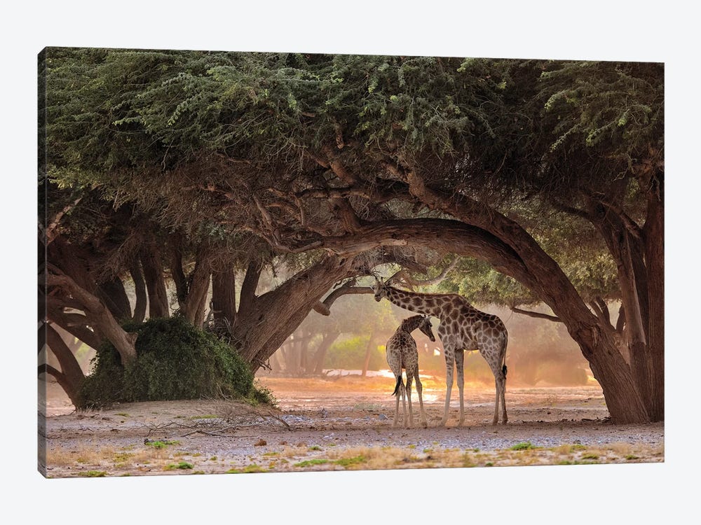 Giraffe - Namibia by Giuseppe D'Amico 1-piece Canvas Print