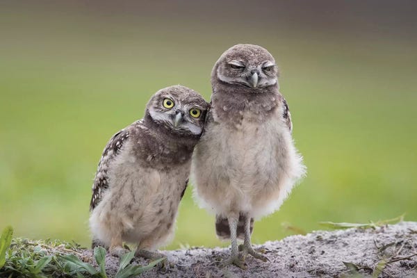 Photogenic Animals: Friends by Greg Barsh
