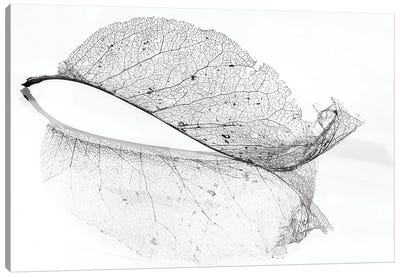 The Old Leaf Canvas Art Print