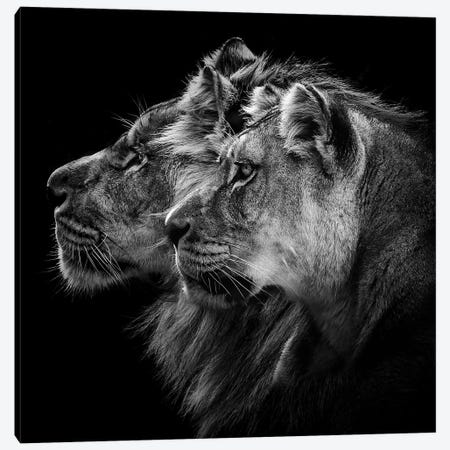 Lion And Lioness Portrait Canvas Print #OXM4713} by Laurent Lothare Dambreville Canvas Artwork