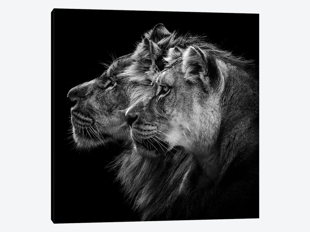 Lion And Lioness Portrait by Laurent Lothare Dambreville 1-piece Canvas Wall Art