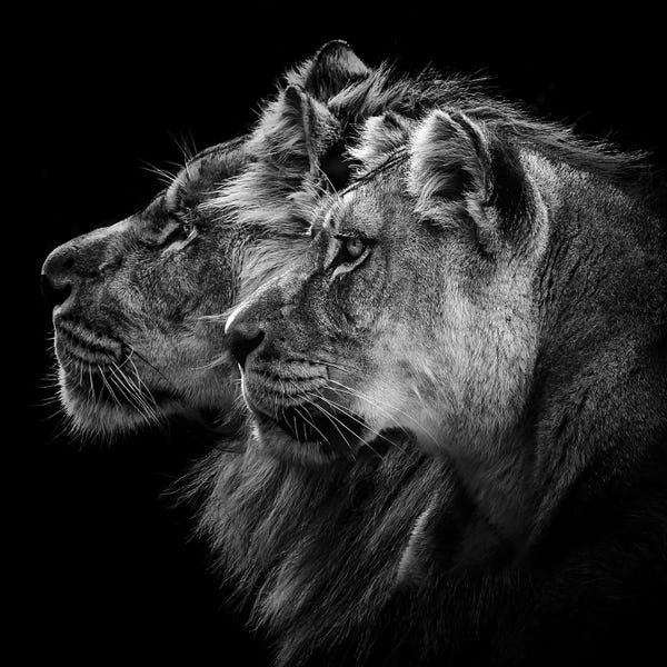 Lions: Lion And Lioness Portrait by Laurent Lothare Dambreville