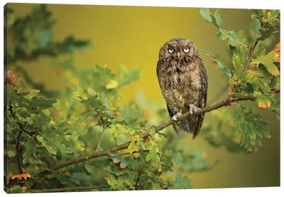 Eurasian Scops Owl Canvas Art Print