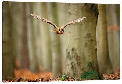 Tawny Owl Canvas Art Print