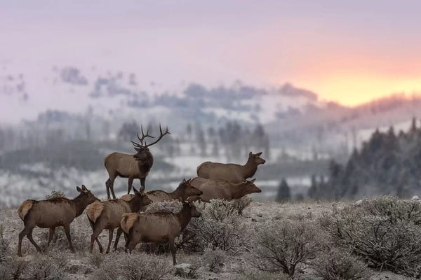 Elk: First Light by Nick Kalathas
