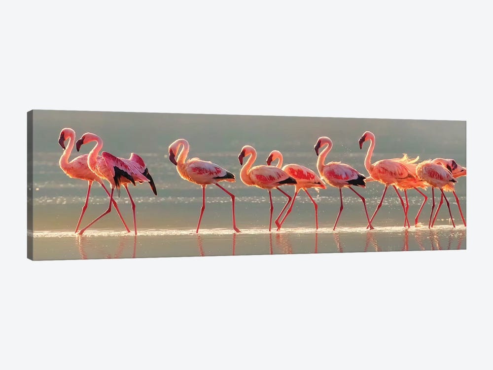 Flamingo by Phillip Chang 1-piece Canvas Artwork