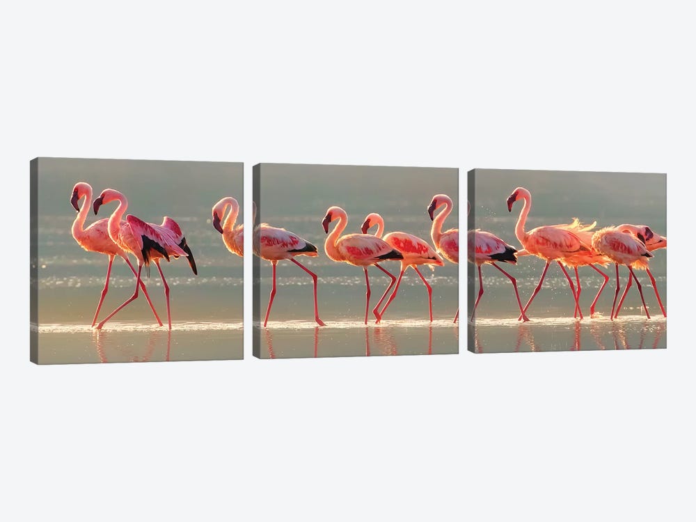 Flamingo by Phillip Chang 3-piece Canvas Wall Art