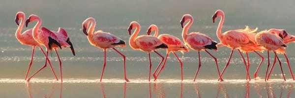 Flamingos: Flamingo by Phillip Chang