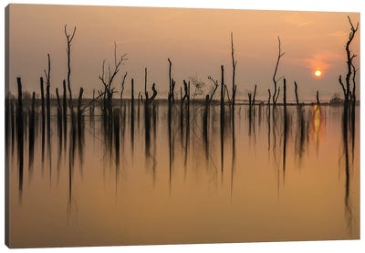 Drowned Forest Canvas Art Print