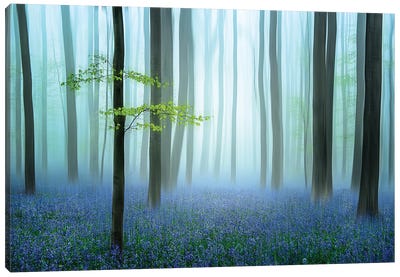 The Blue Forest Canvas Art Print