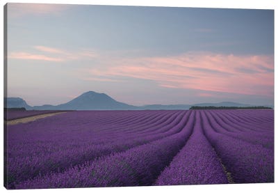 Lavender Field Canvas Art Print