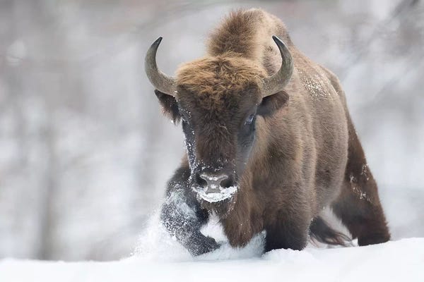 Bison & Buffaloes: Rewilded by Sebastian Mastahac