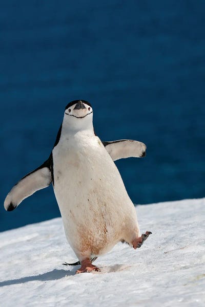 Life Is Good Canvas Art by Sergey Kokinskiy iCanvas