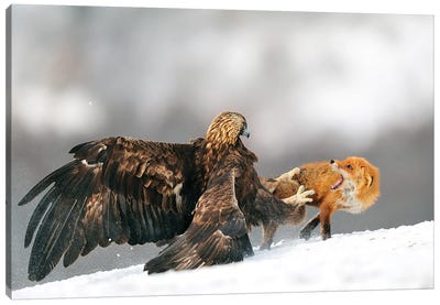 Golden Eagle And Red Fox Canvas Art Print