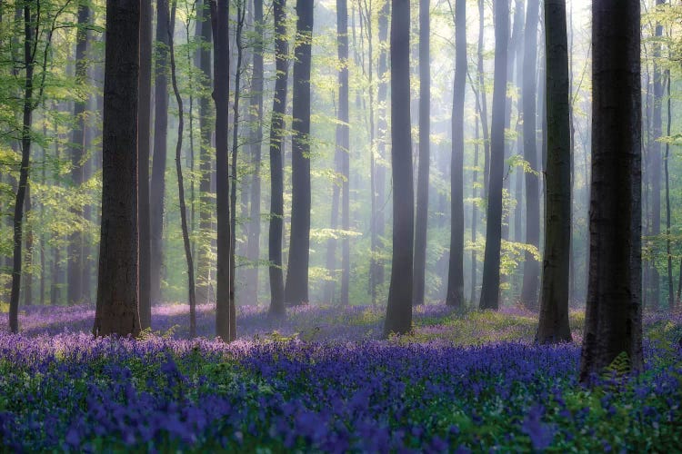 Bluebells