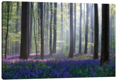 Bluebells Canvas Art Print - Forest Art