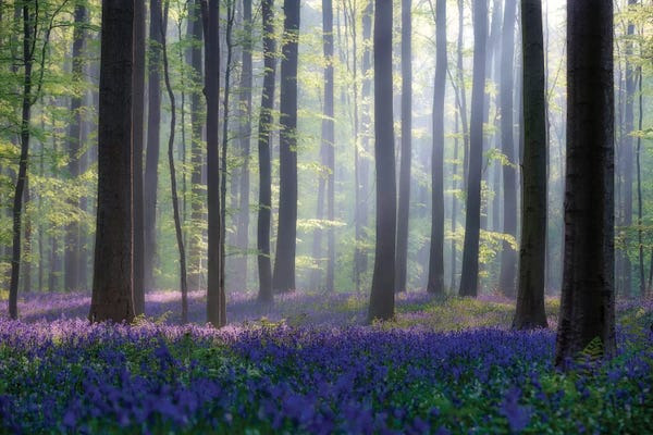 Large Photography - Canvas Prints: Bluebells by Adrian Popan