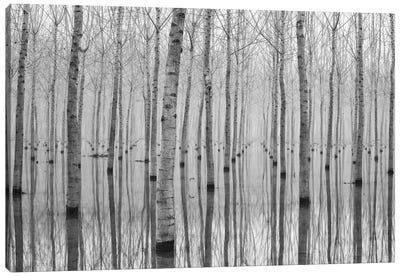 Novembre 2014 Canvas Art Print - Aspen and Birch Trees