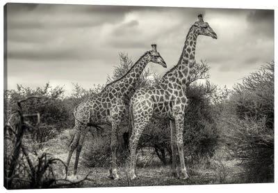 Two Giraffes Canvas Art Print