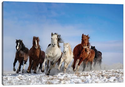 Mongolia Horses Canvas Art Print