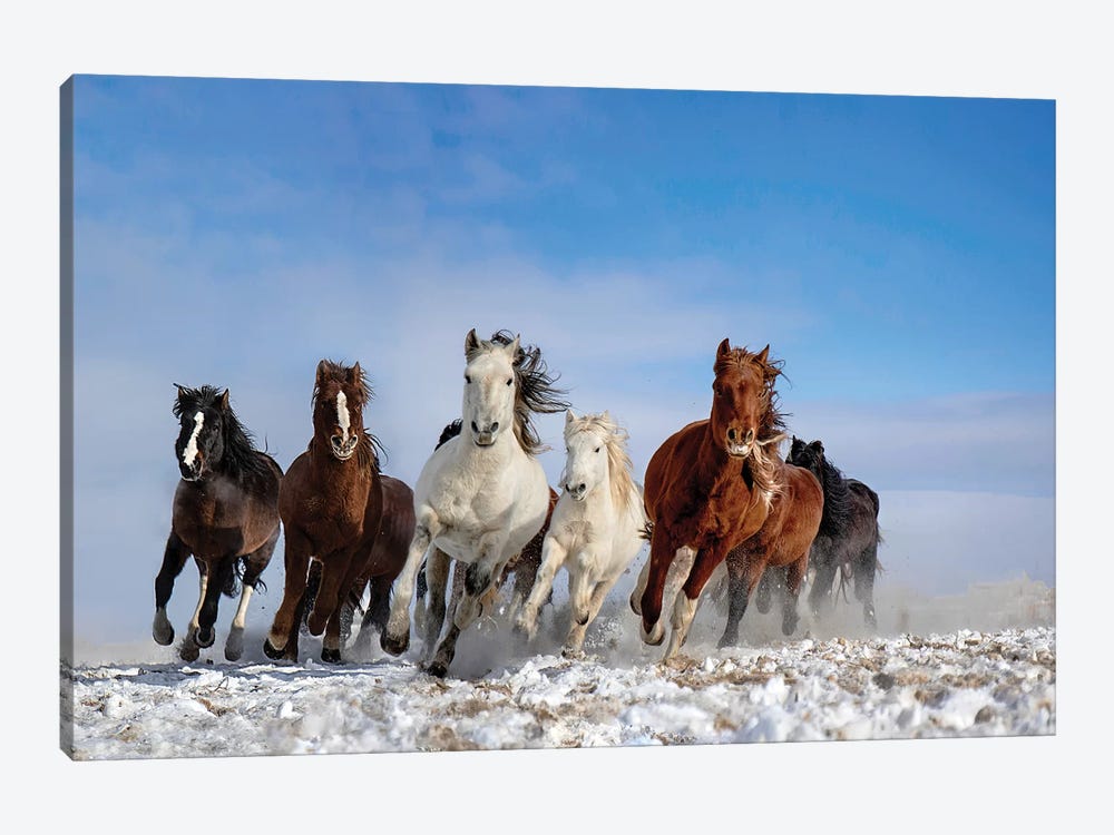 Mongolia Horses by Libby Zhang 1-piece Canvas Artwork