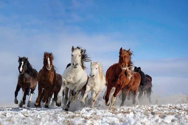 Horses: Mongolia Horses by Libby Zhang
