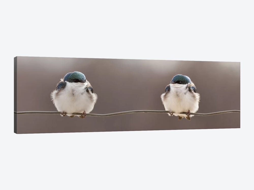 Birds On A Wire by Lucie Gagnon 1-piece Canvas Wall Art