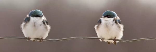 Birds On A Wire