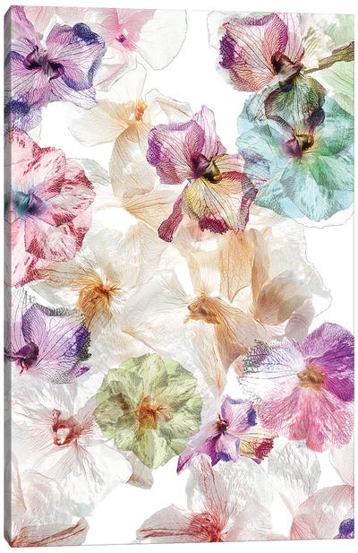 Ghost Orchids Canvas Art Print