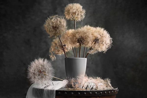 Still Life Photography: Dandelion Seed Pod by Lydia Jacobs