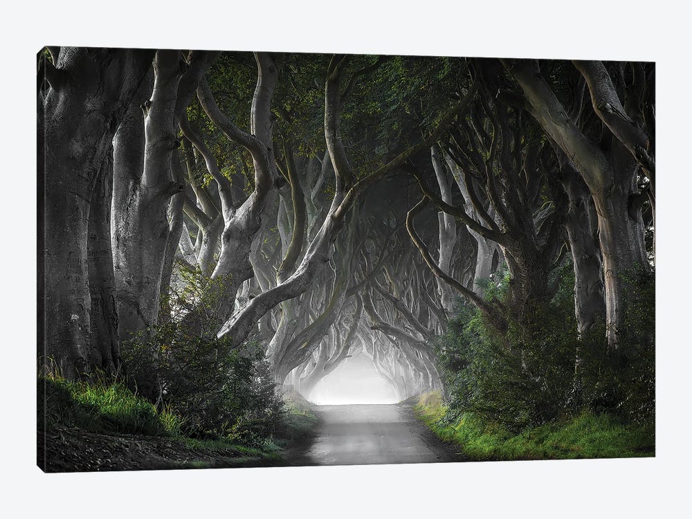 Dark Hedges by Nicola Molteni 1-piece Canvas Print