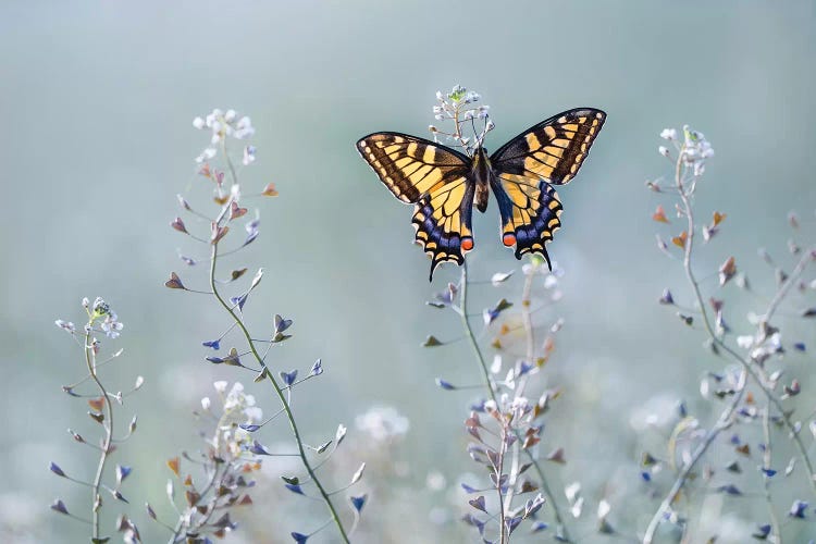 Swallowtail Beauty