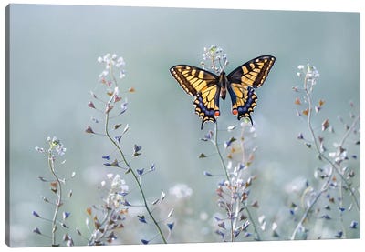 Swallowtail Beauty Canvas Art Print
