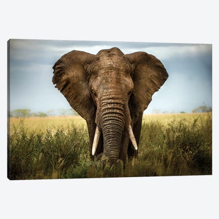 Encounters In Serengeti Canvas Print #OXM496} by Alberto Ghizzi Panizza Canvas Wall Art