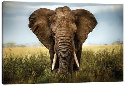 Encounters In Serengeti Canvas Art Print - Elephant Art