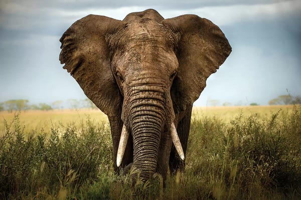Africa