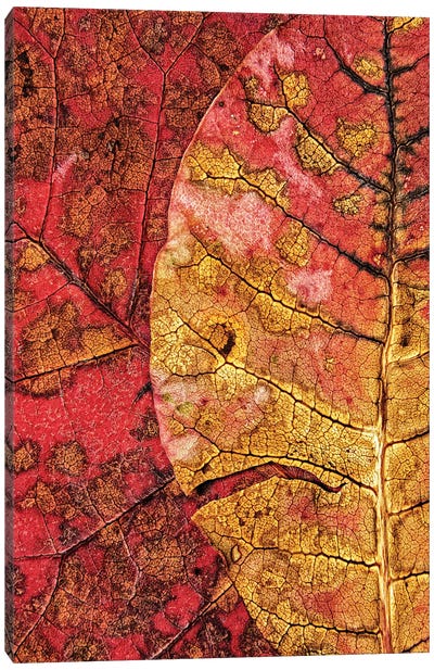 Dying Leaf Canvas Art Print