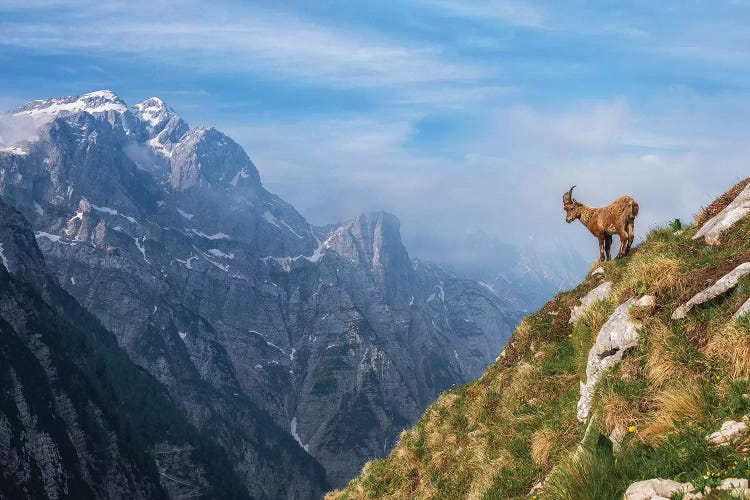 Alpine Ibex In The Mountains by Ales Krivec wall art