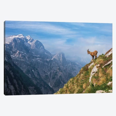 Alpine Ibex In The Mountains Canvas Print #OXM4974} by Ales Krivec Art Print