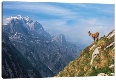 Alpine Ibex In The Mountains Canvas Art Print - Goat Art
